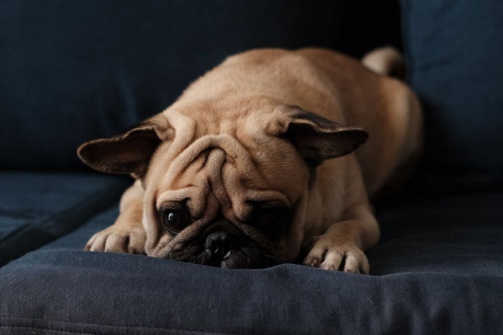 helping dogs scared of fireworks