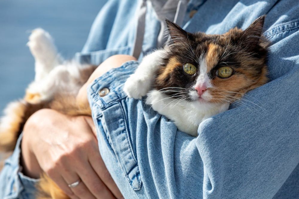 interesting facts about cat whiskers