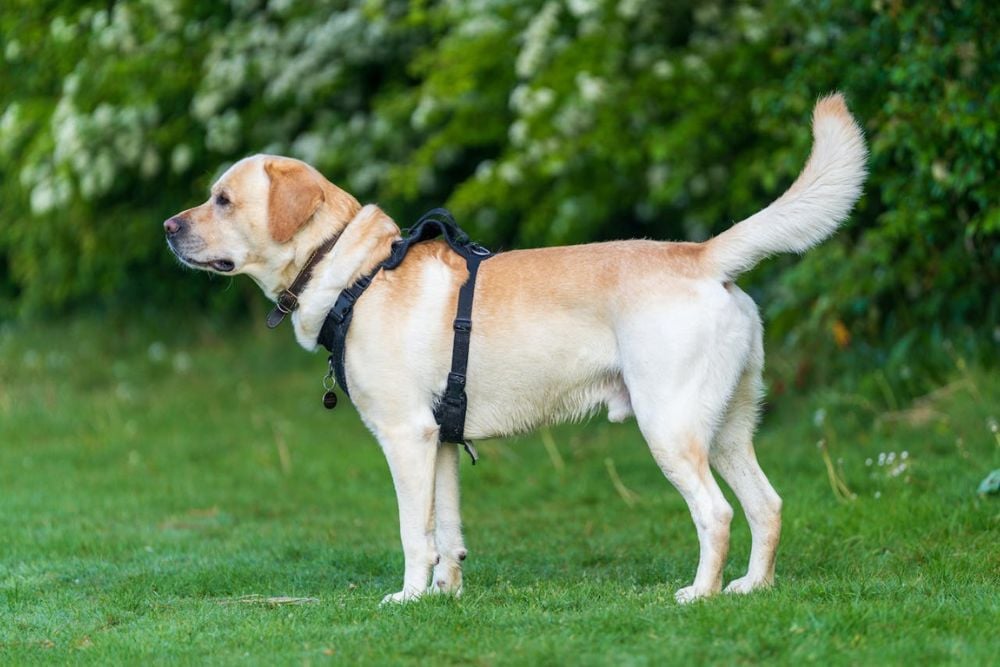 best dog breeds for first time owners