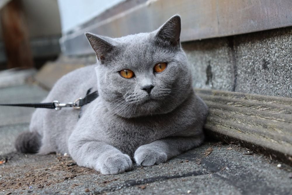 low-maintenance cat breeds
