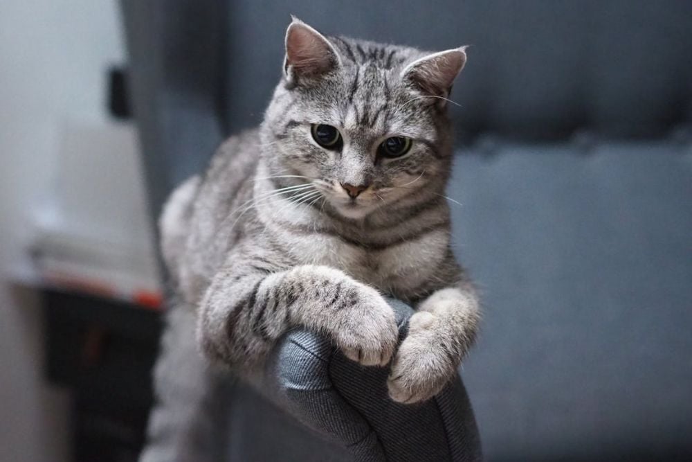 low-maintenance cats for first time owners