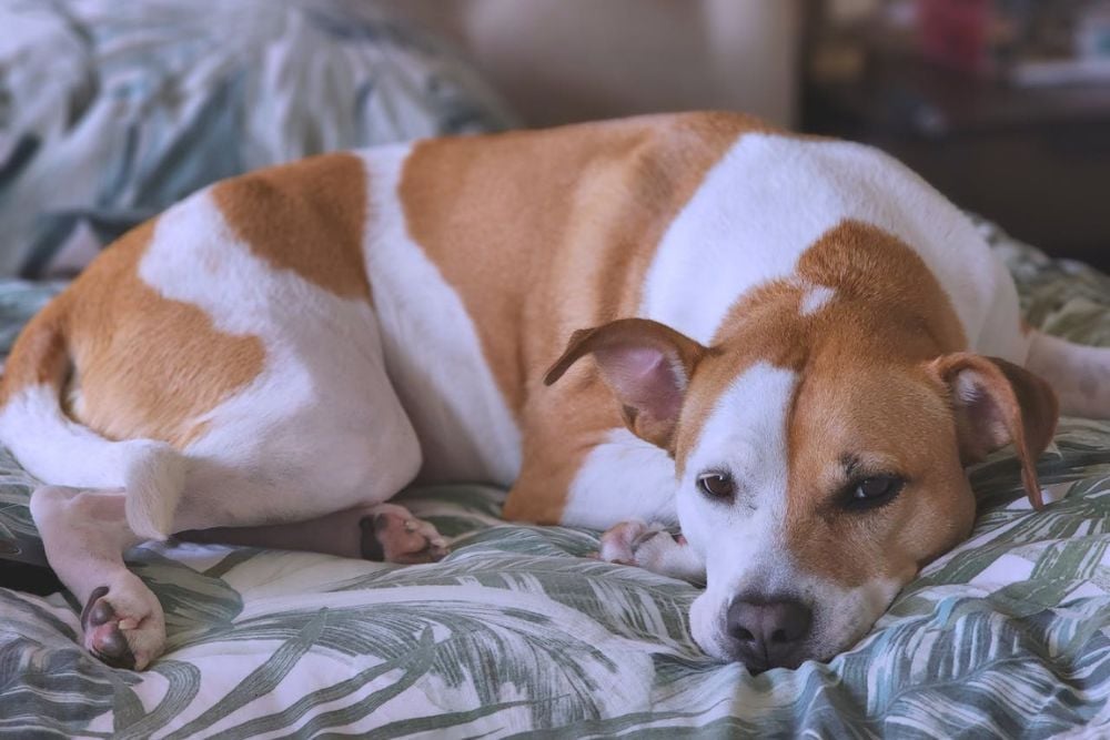 managing allergies in dogs