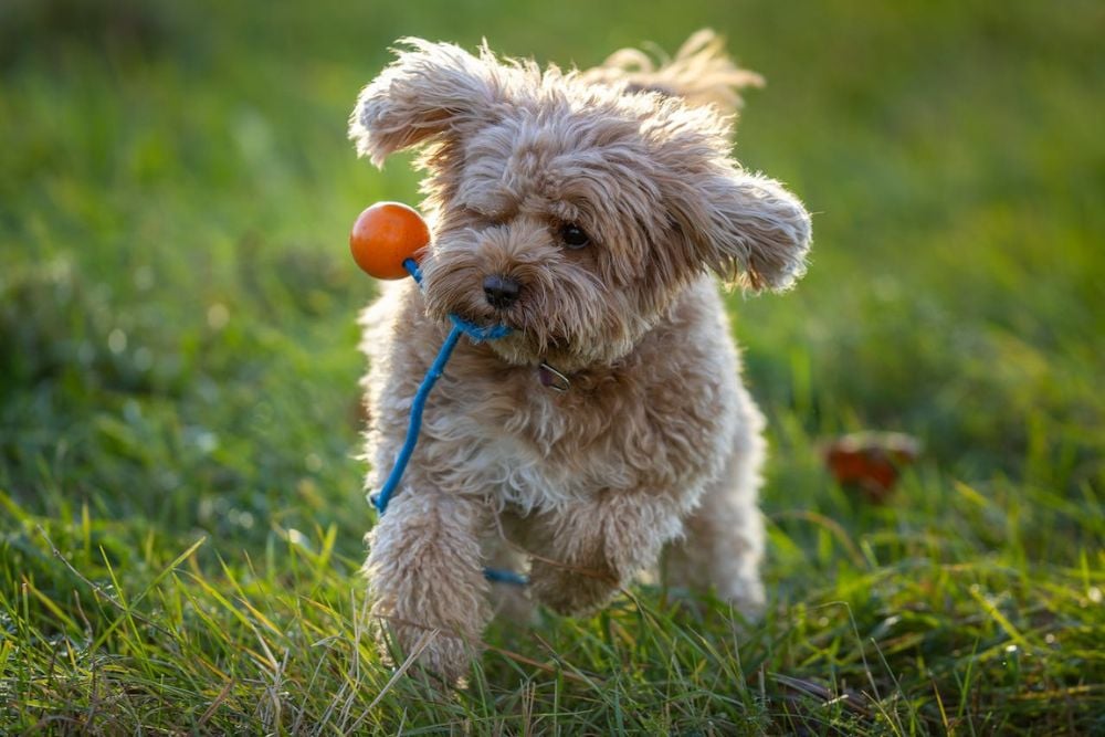 mixed breed dogs are ideal for first time owners