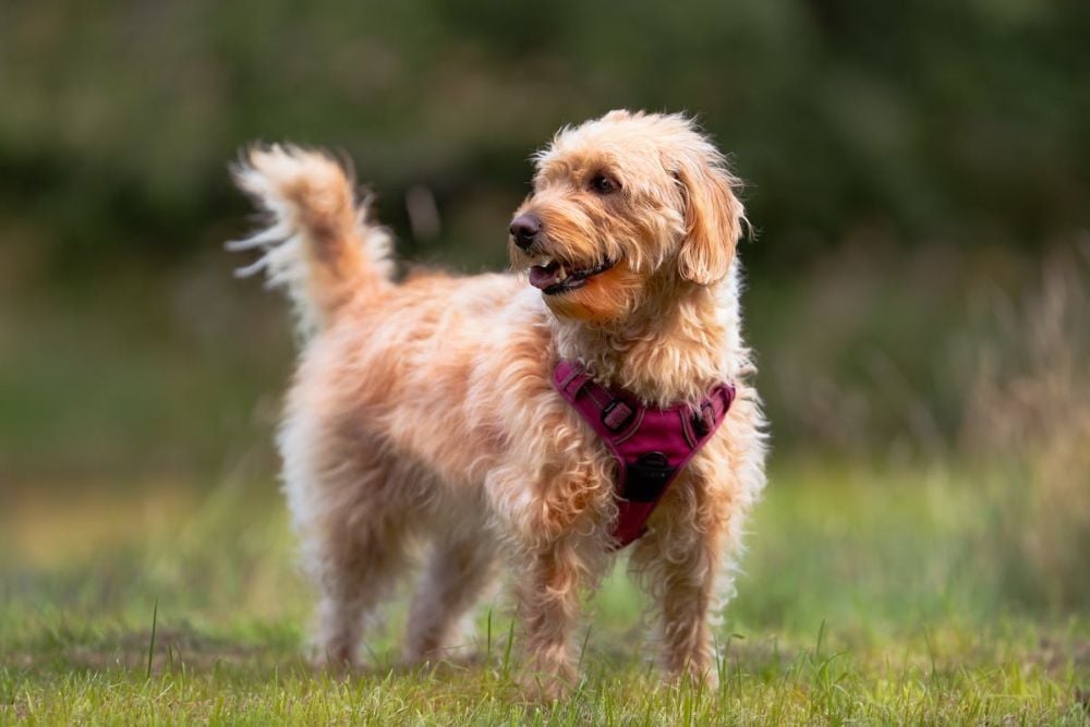 mixed breed dogs for first time owners