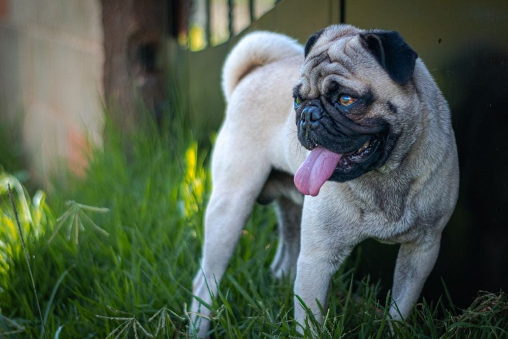 necrotizing meningoencephalitis in pugs