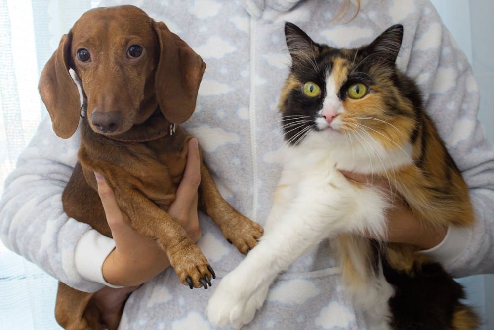 pet insurance costs per state america