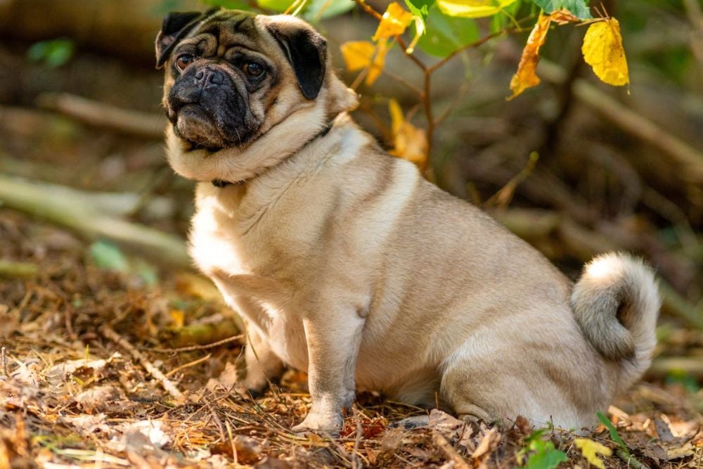 Pug Dog Encephalitis in Dogs