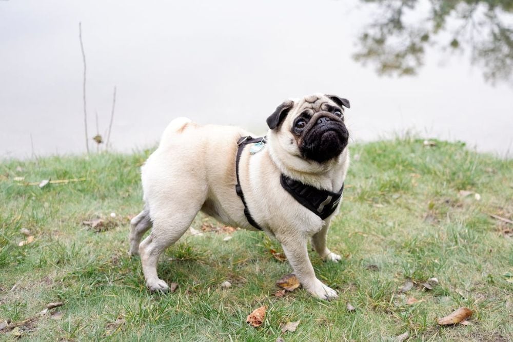 Pug Dog Encephalitis PDE