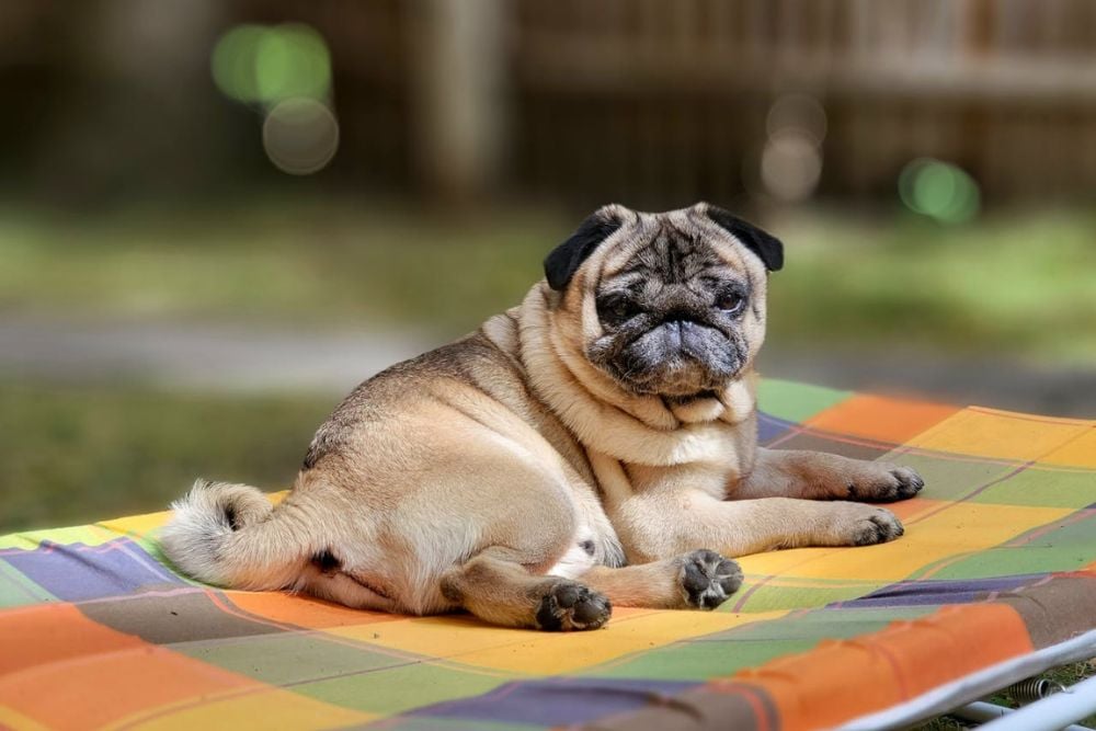 Pug Dog Encephalitis