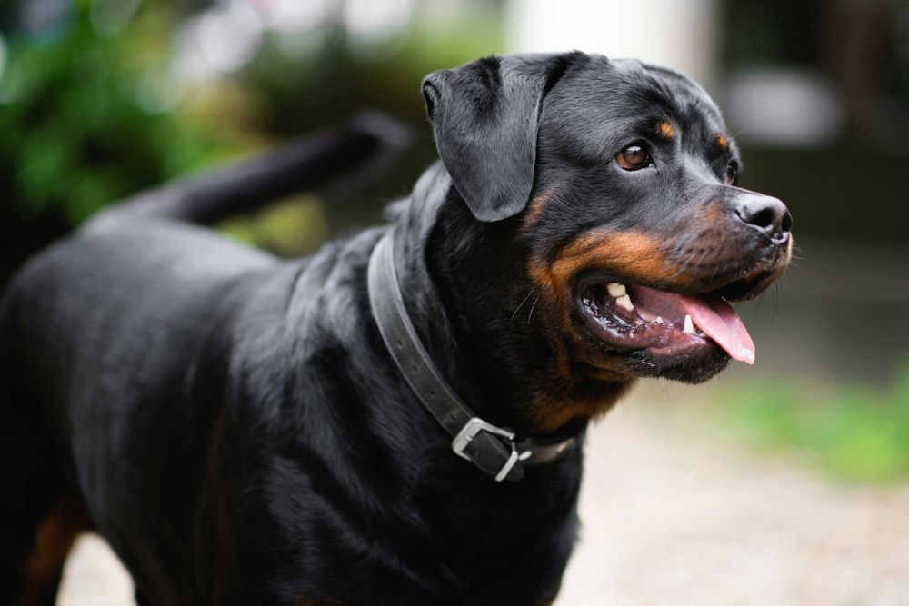 dog breeds to avoid for beginners