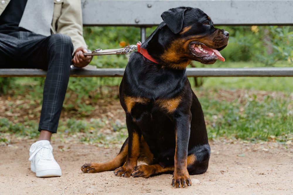 dog breeds most expensive to insure