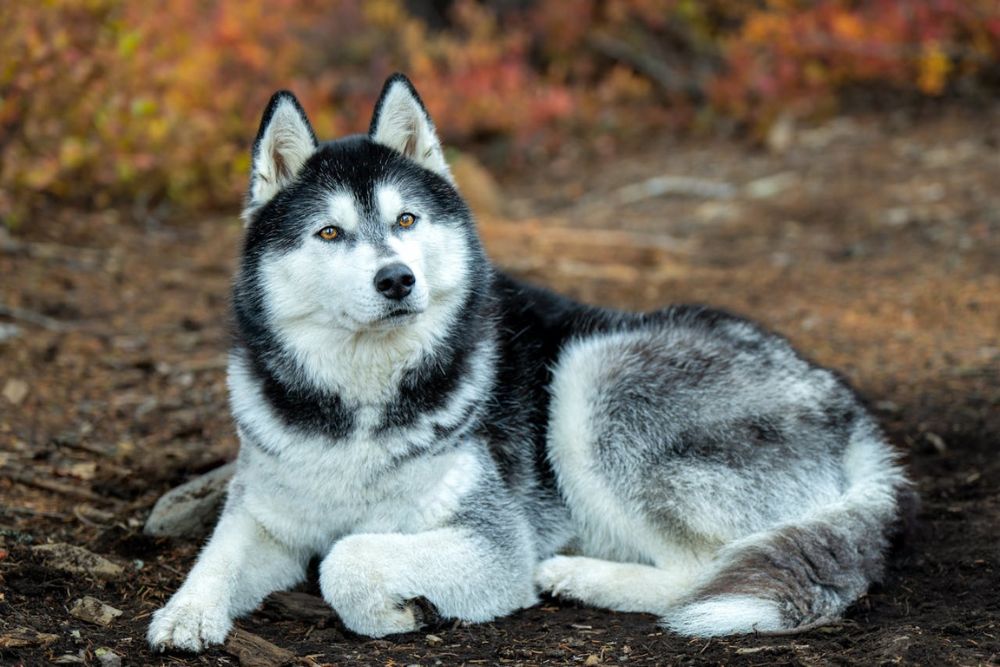 worst dog breeds for first-time owners