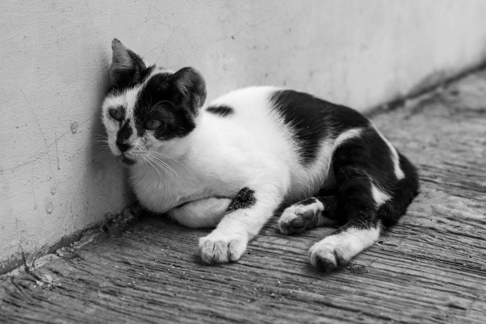 signs cat has parasites