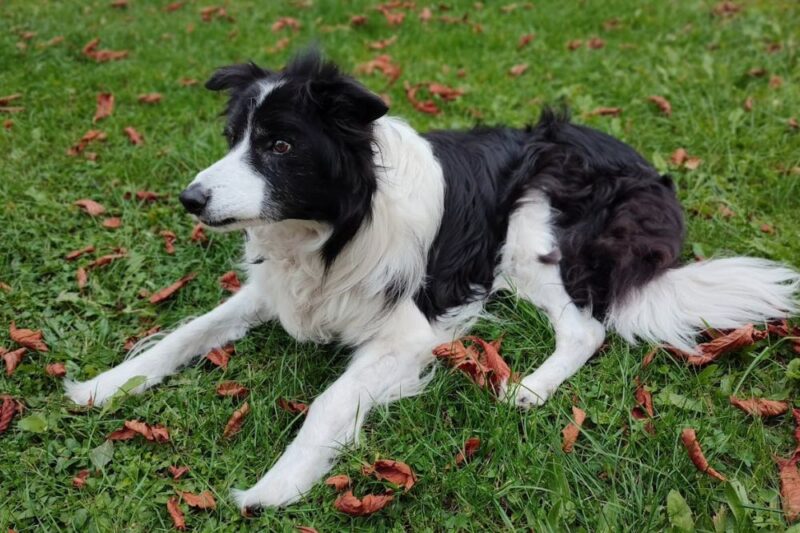Status Epilepticus in Dogs