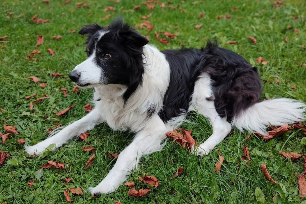 Status Epilepticus in Dogs