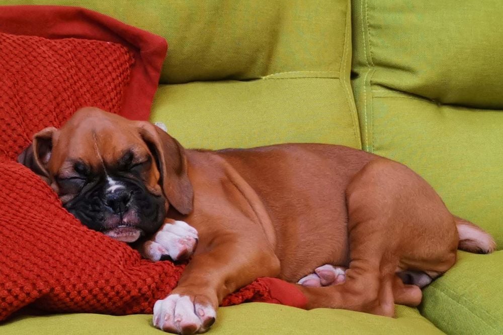 best dog breeds for first time owners