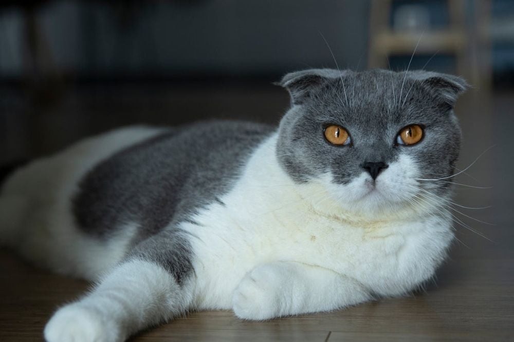 the best cat breeds for first-time owners