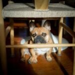 Tips to Calm a Dog Scared of Fireworks