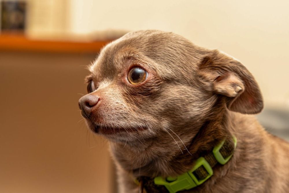 why dogs are afraid of fireworks