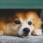 why dogs are scared of fireworks