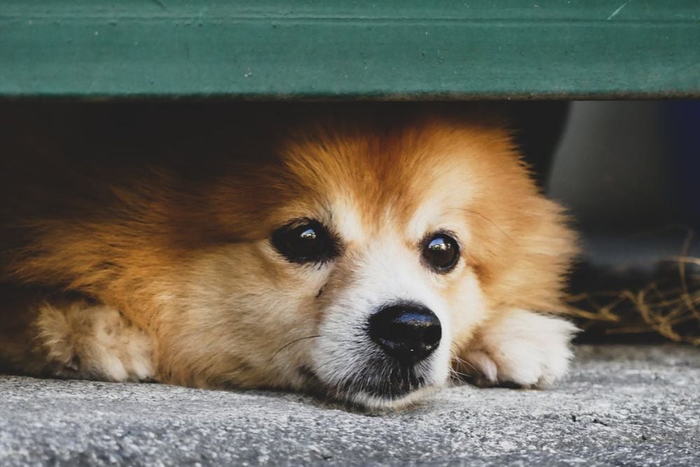 why dogs are scared of fireworks