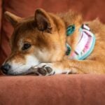 why dog's feet smell like fritos