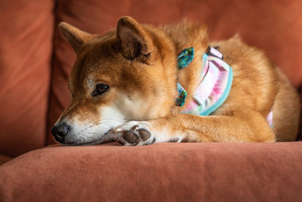 why dog's feet smell like fritos