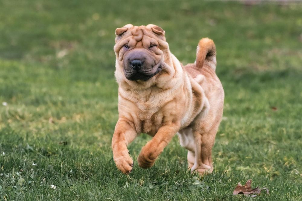 worst dog breeds beginners should avoid